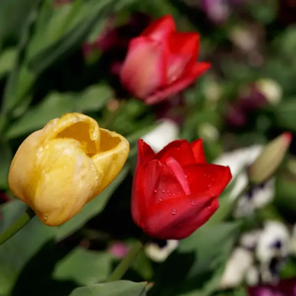 Floriade 2022 (8)